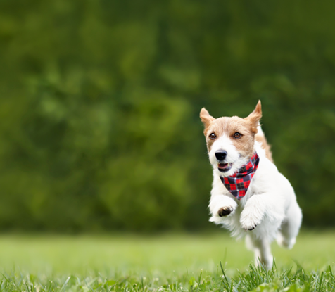 Pet Guide