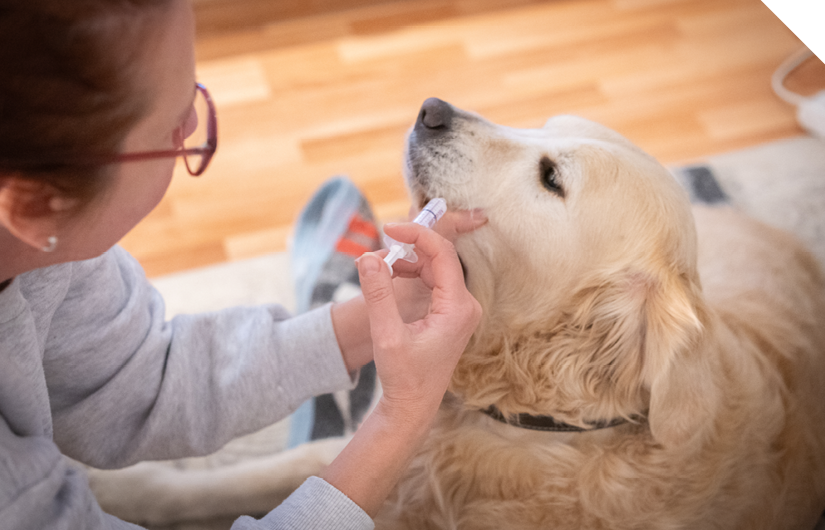 Pet supplements
