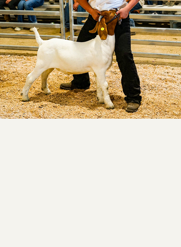 Goat