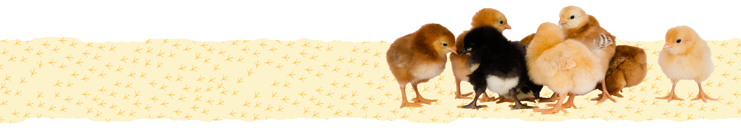 Chicks Guide