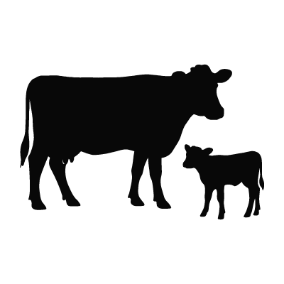 Calving